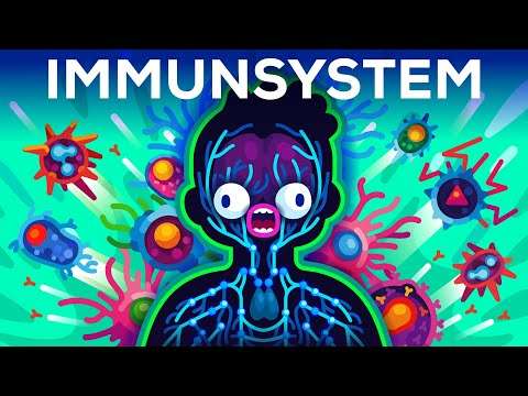 immunsystem erklaert