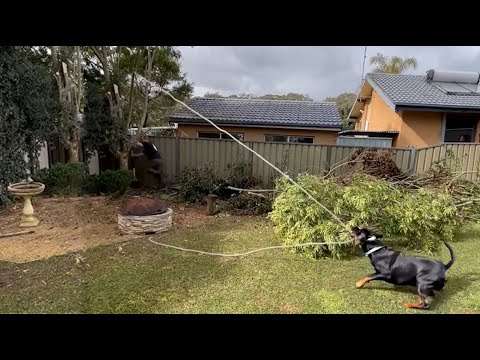 Hund hilft beim Bäumfällen mit hund baumfaellen