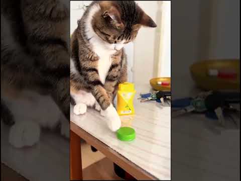 Lustige Sachen mit Katzen fun cat