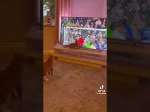 Katze versucht den Fußball im TV zu fangen katze ball