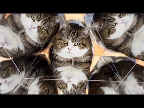 Katzen Kaleidoskop