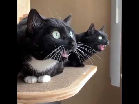 Katzen unterhalten sich im Mäusecode kaTZE MORSECODE