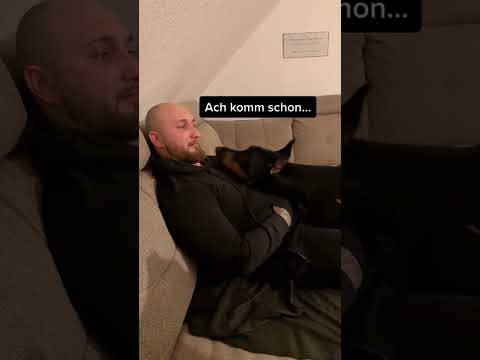 dobermann diskutiert