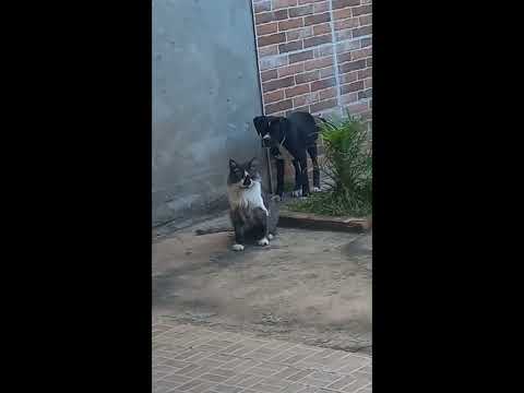 hund katze spielen