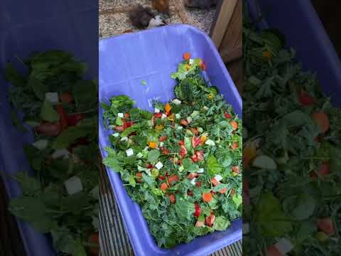 Meerschweinchen genießen ihren Salat meerschwein salat