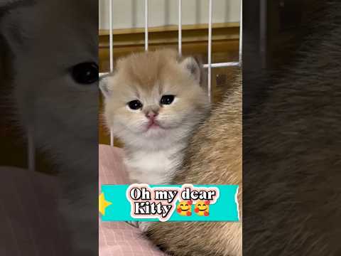 Katzen sind ja so süß und niedlich ka suess