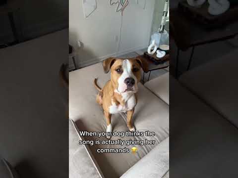 Hund reagiert auf Musik hund musik