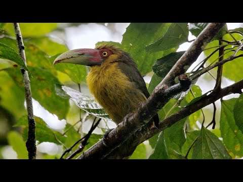 Eine entspannende Reise in die Regenwälder Südamerikas | BBC Erde regenwald reise