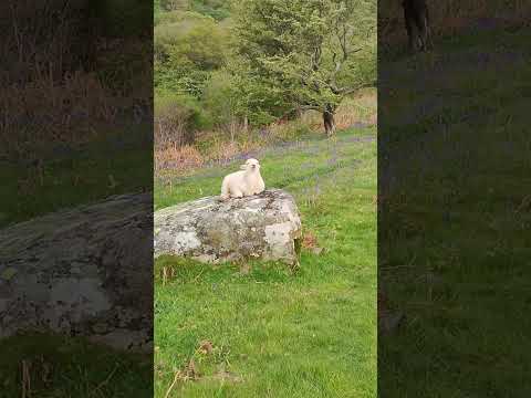 Baby-Lamm genießt Sonnenaufgang auf einem Felsen baby lamm