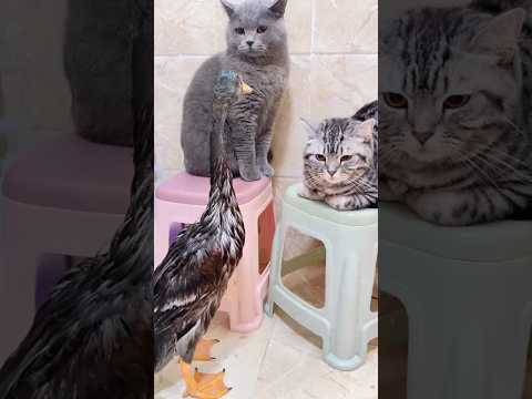 Ente ärgert Katzen ente katzen
