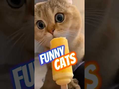 fun cats