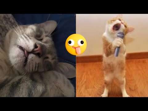 Funny Cat Compilation 01 lu katzen