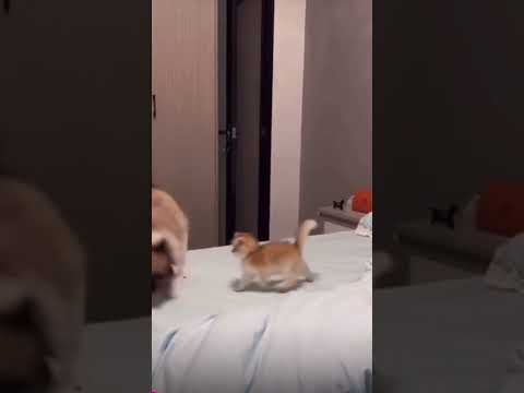 Wenn Mama und Babykatze miteinander spielen maba ktze