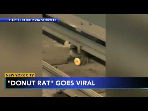 donut rat