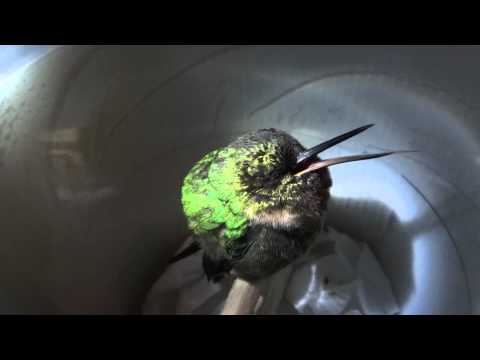kolibri schnarchen