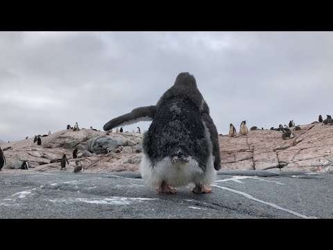 pinguin schiss