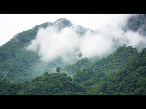 6 Stunden morgendliche Dschungelmorgengeräusche dschungel musik