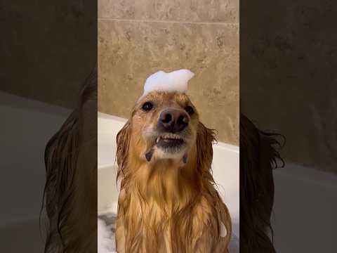 Hund will nicht gebadet werden hund waschen