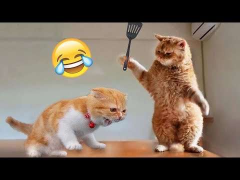 New Funny Cats and Dogs Videos new tiere