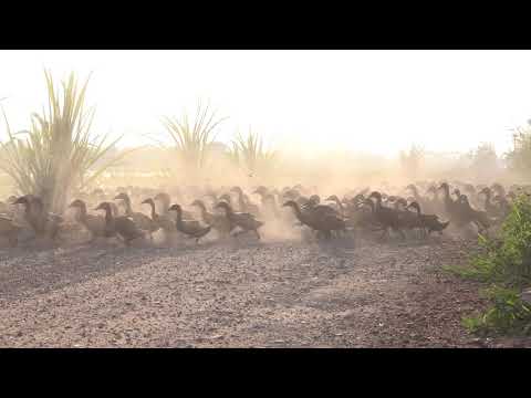 3000 Enten stürmen über eine Straße 3000 enten