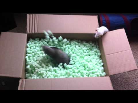 Frettchen spielen im Karton mit Verpackungsmaterial frettchen spielen