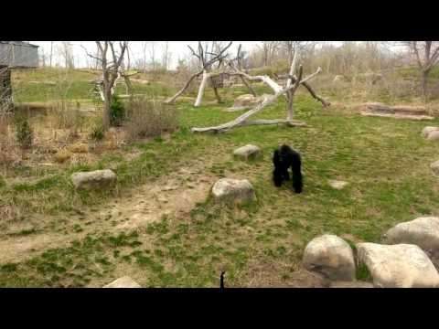 Gorilla vs. Gans = Angst gorilla gans