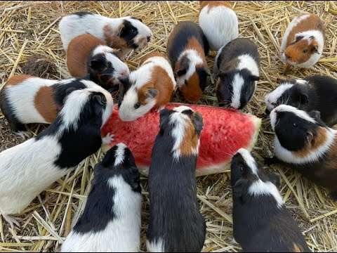 Meerschweinchen fressen Wassermelone meerschwein wassermelone