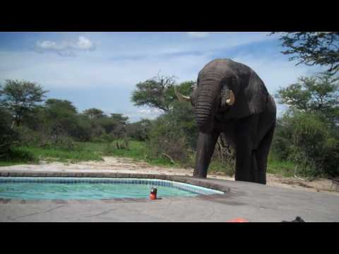 elefant pool