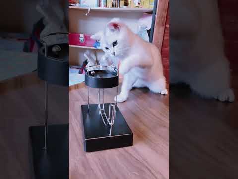 Magnetisches Kugelspiel als Katzenspielzeug magnet katze