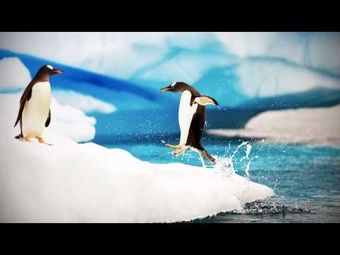 Lustige und tollpatschige Pinguine funny pinguine