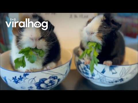 Meerschweinchen machen Petersilie-Wettessen petersilie wettessen