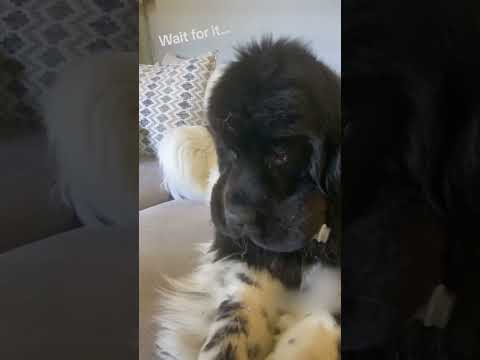 Wenn Tiere Dummheiten machen + Entschuldigung tiere dummheiten