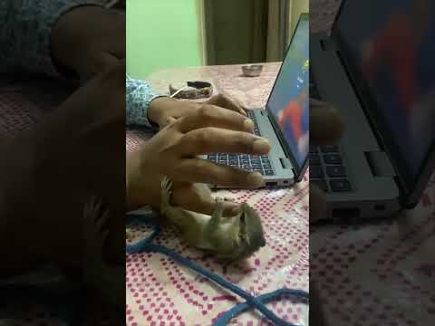 eichhoernchen spielen