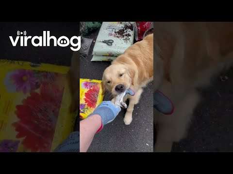 Golden Retriever hilft im Garten garten retriever