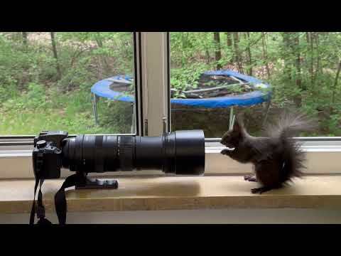 hoernchen fotoapparat