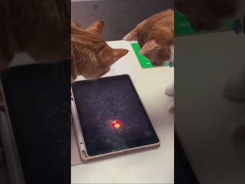 katze tablet