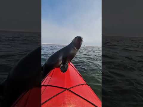 Kajak Abenteuer mit Robben Besuch robben besuch