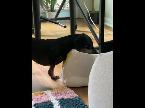 Die Ballwurfmaschine für den Hund ballmaschine hund