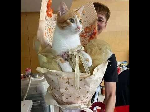 Lustige Katzenvideos sorgen für super Laune katzen lustig