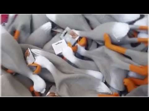 BEST DUCK ARMY COMPILATION duck army