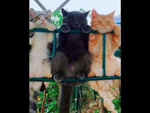 Nachbarschaftsbande - Lustiges Video mit Katzen und Kätzchen katzen nachbarn