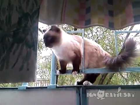 Die Slalomkatze slalom katze