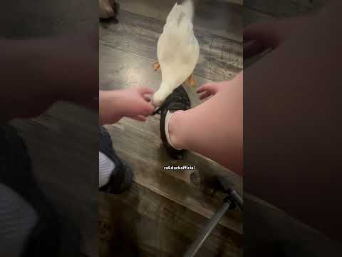 Ente lässt mich nicht meine Schuhe binden ente schuhe