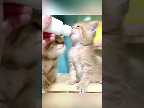 Gierige kleine Kätzchen beim Futter kaetzchen hunger