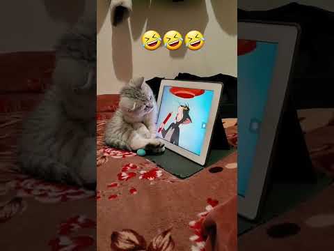 katze tvsendung