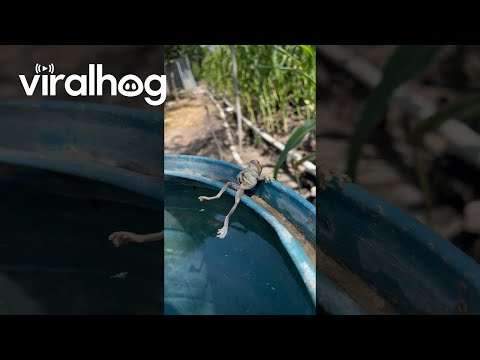 Frosch chillt am Wasserfass wasserfass frosch