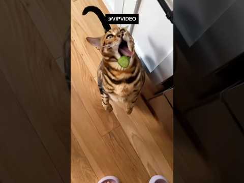 Lustige Katzen bringen uns zum Lachen lustige katzenvideos