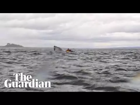 Buckelwal schluckt Kajakfahrer und spuckt ihn wieder aus buckewahl Kajak