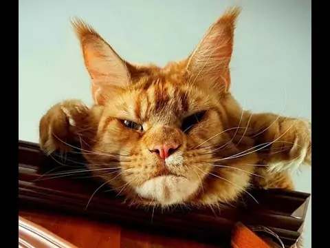 lustige katzenvideos