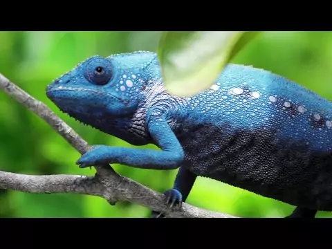 chameleon farbe